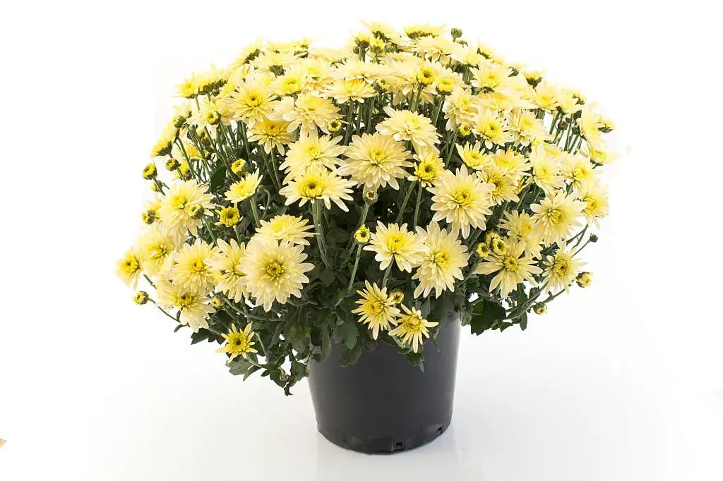 potted mums