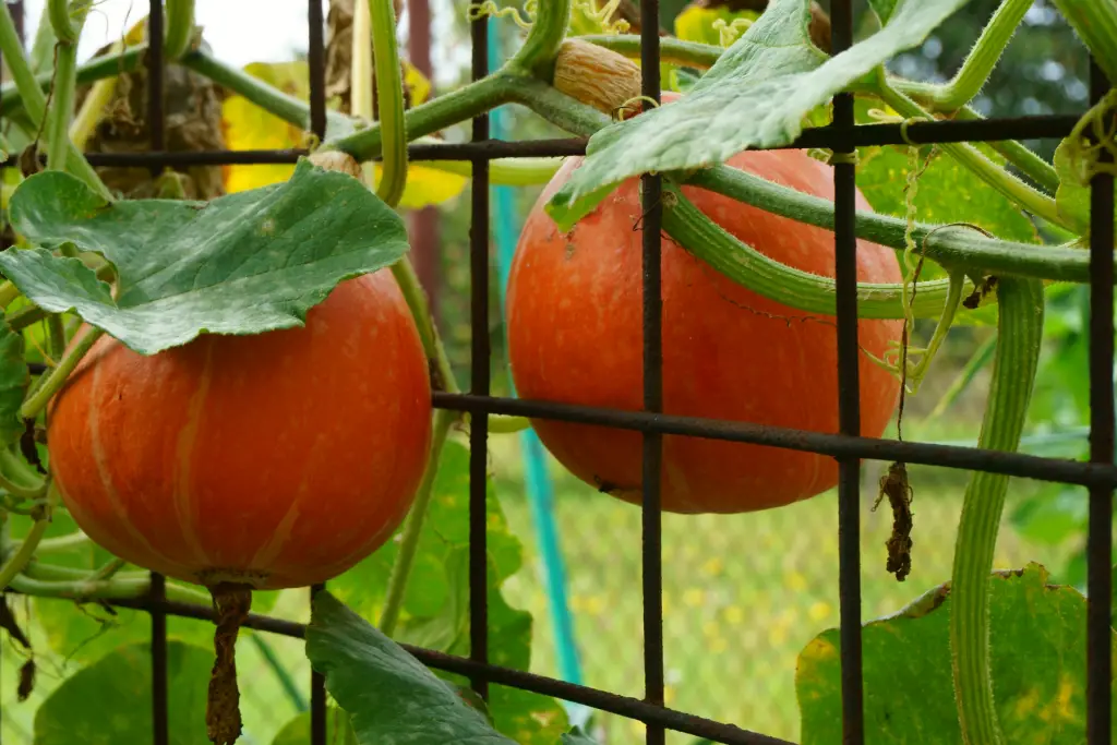 Pumpkins Per Plant