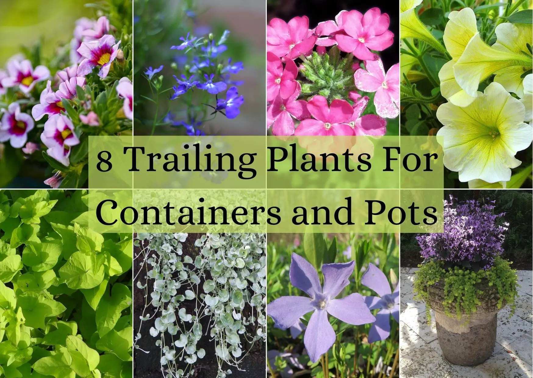 Trailing Plants For Containers and Pots