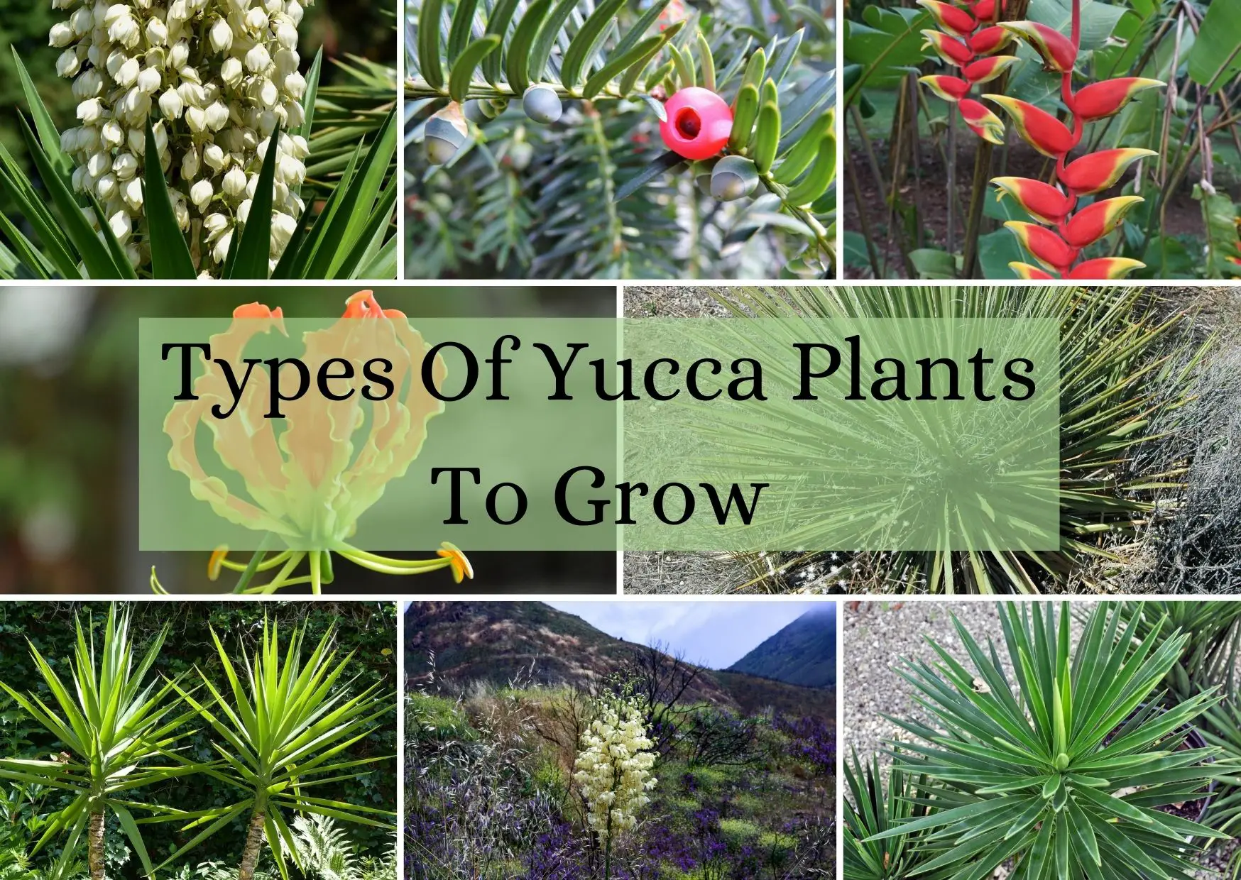 Types Of Yucca Plants To Grow