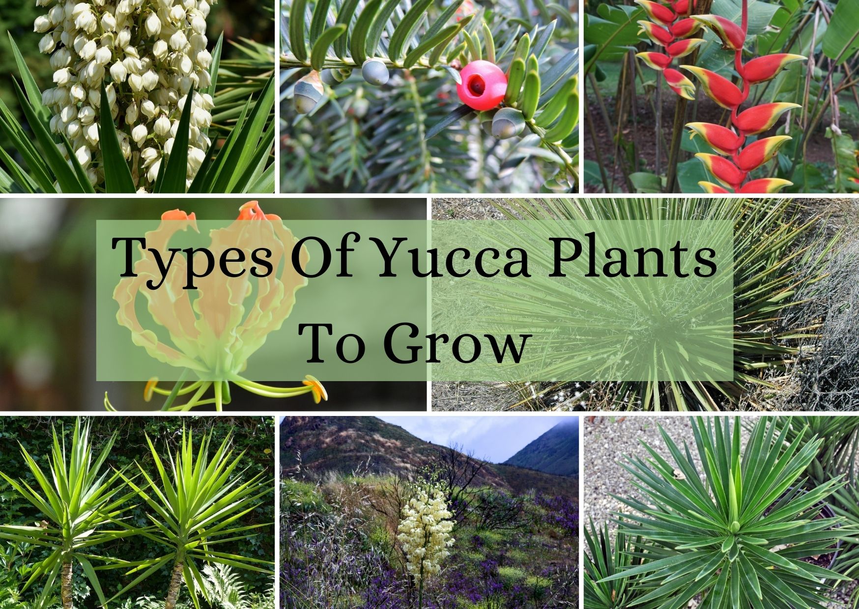 Types Of Yucca Plants To Grow