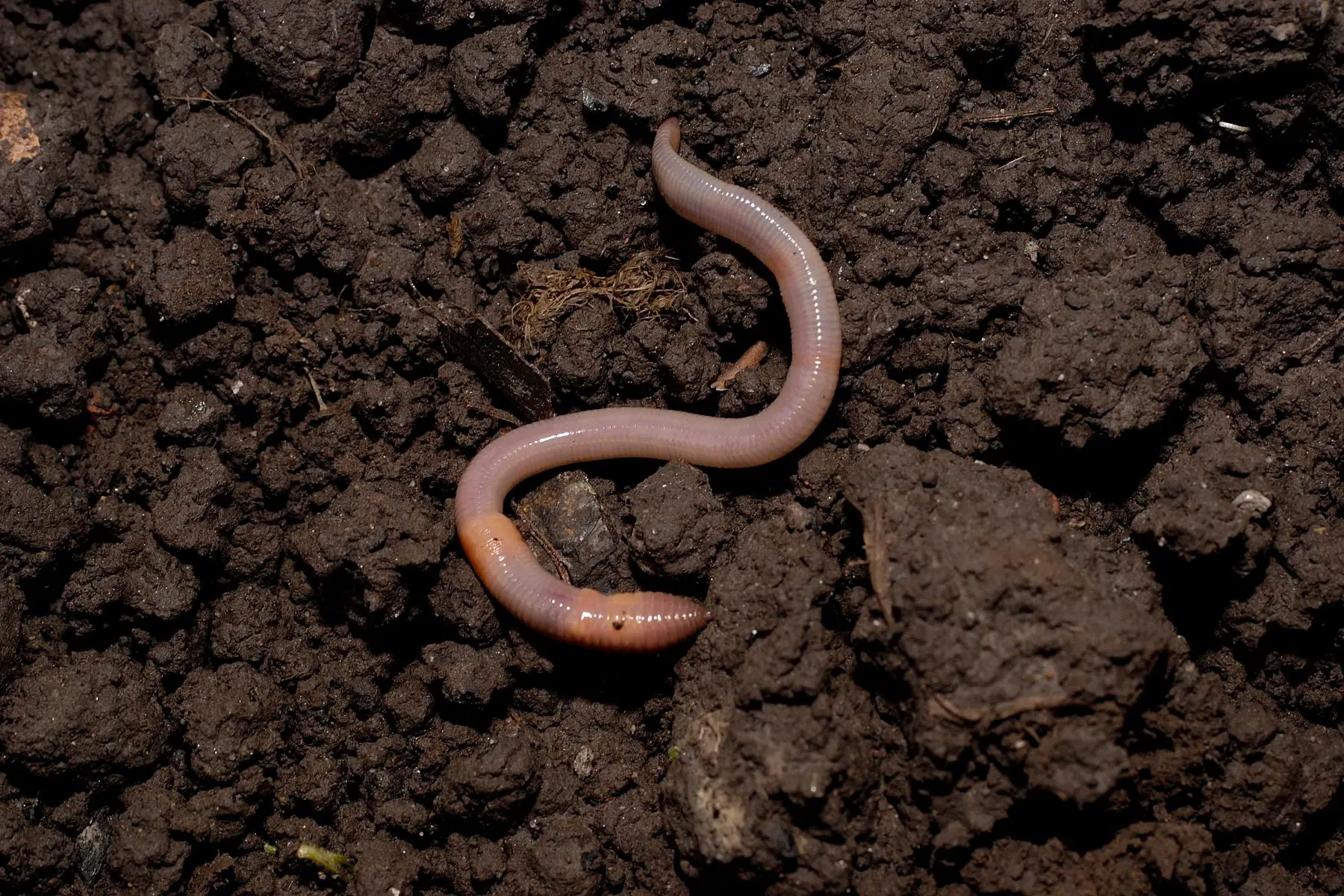 White Worm In Soil