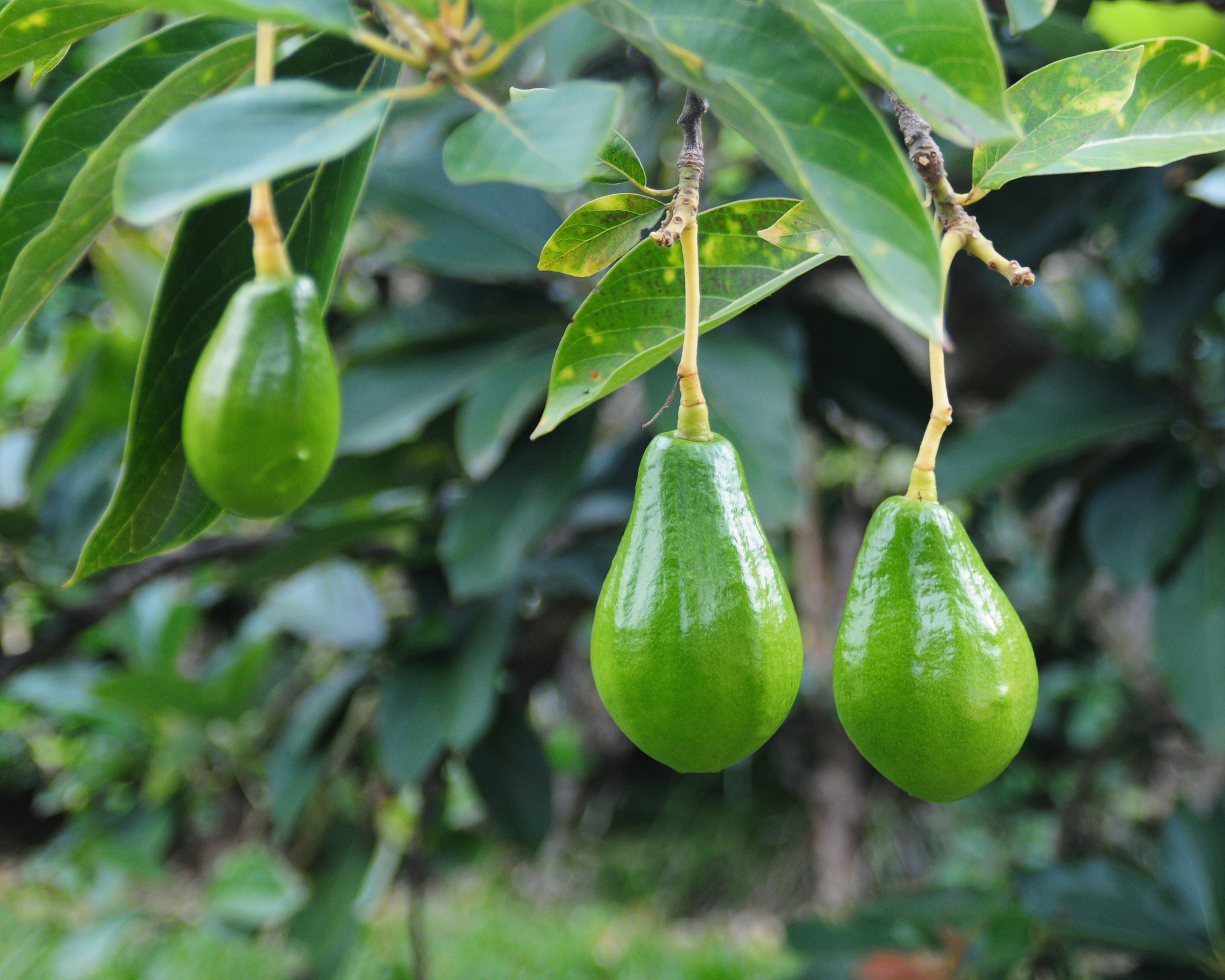 bonsai avocado tree