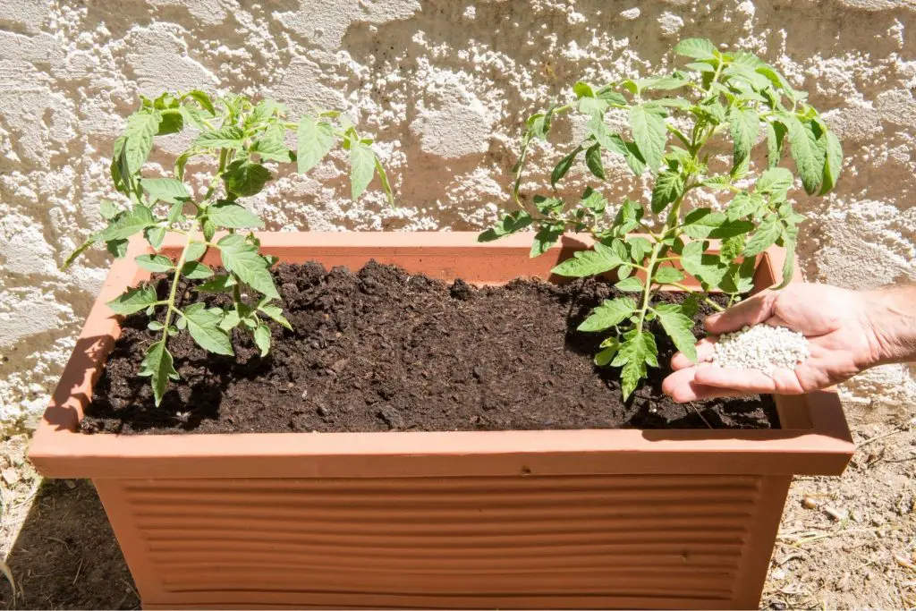 feeding tomato plants