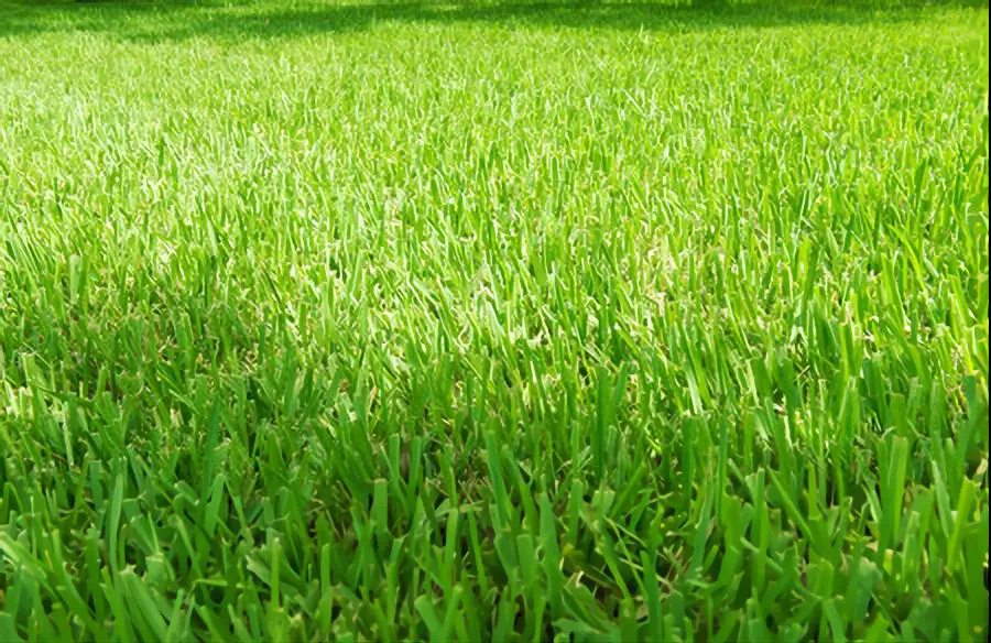 floratam grass