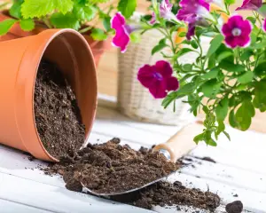 garden soil in pot
