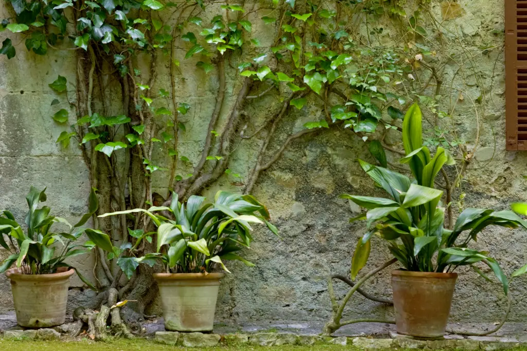 hide ugly garden wall