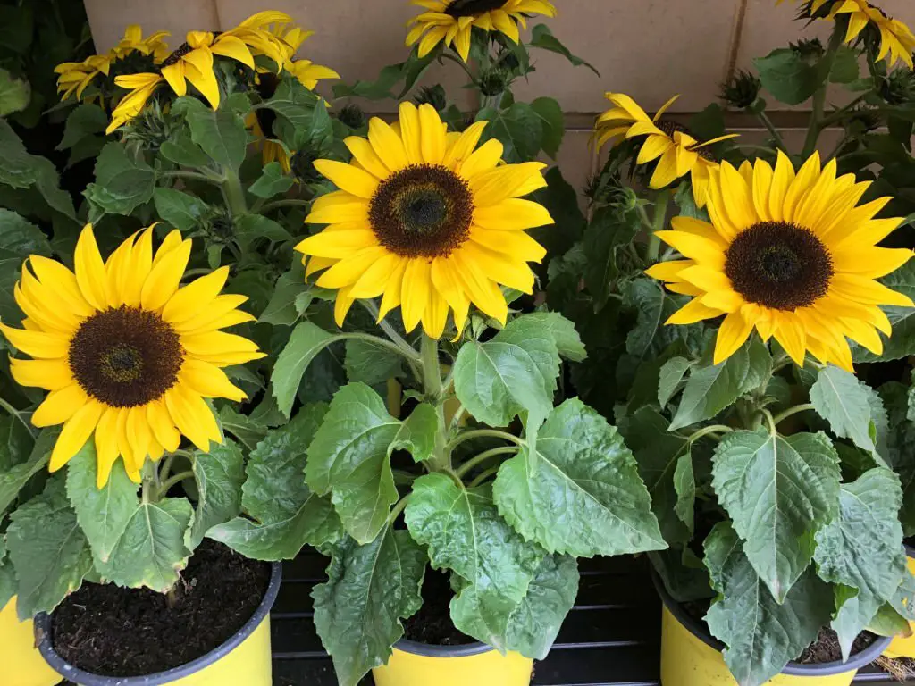 potted dwarf sunflower