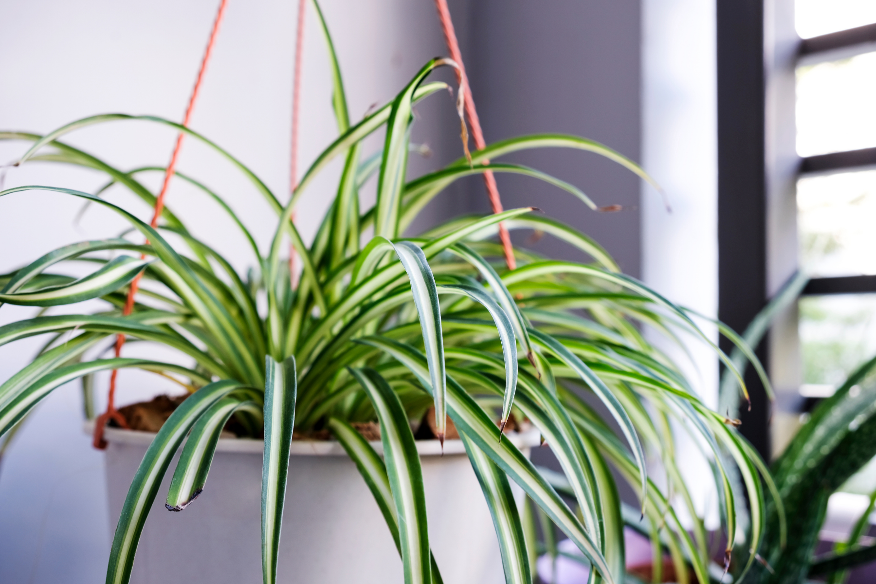 potted plant