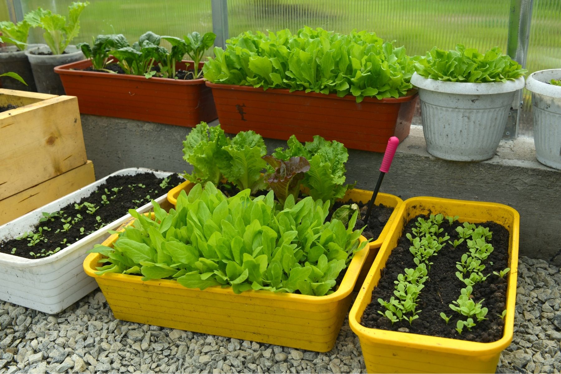 pumpkin plant in container