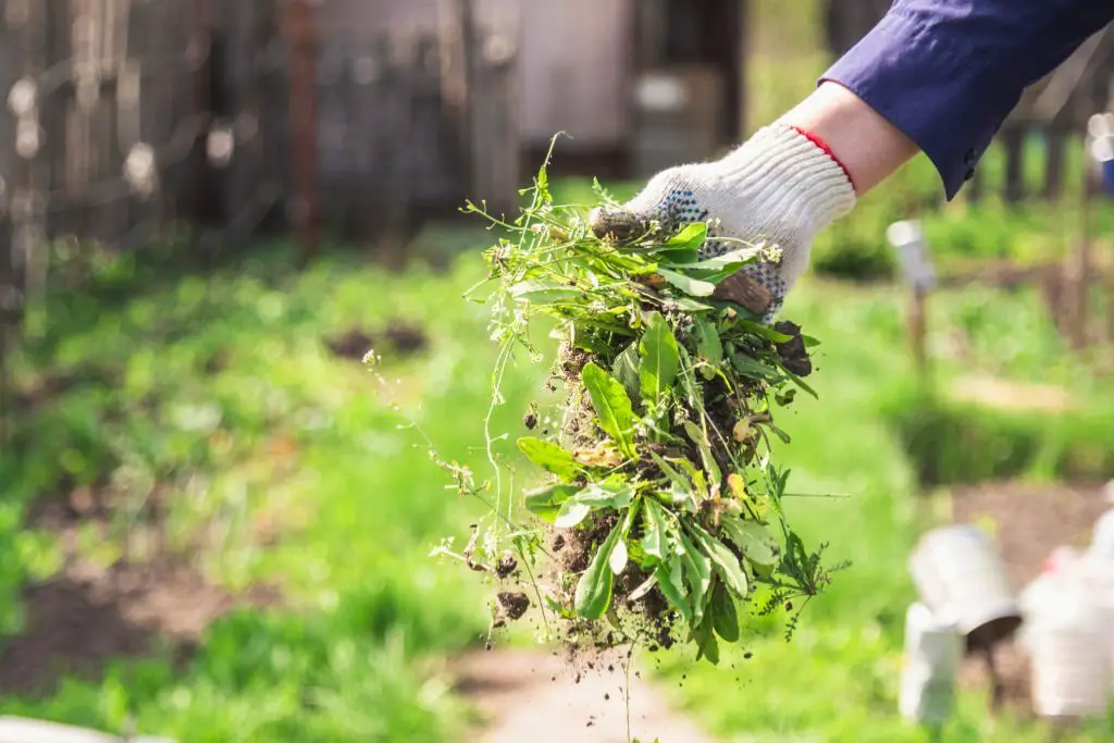 remove grass in flower beds