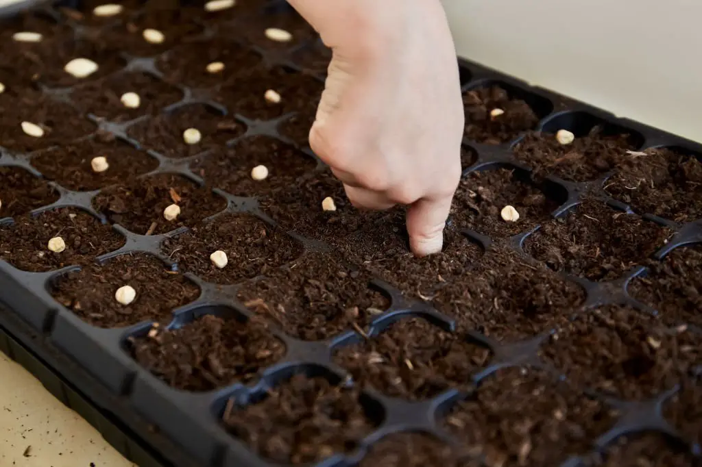 seedling - heating mat