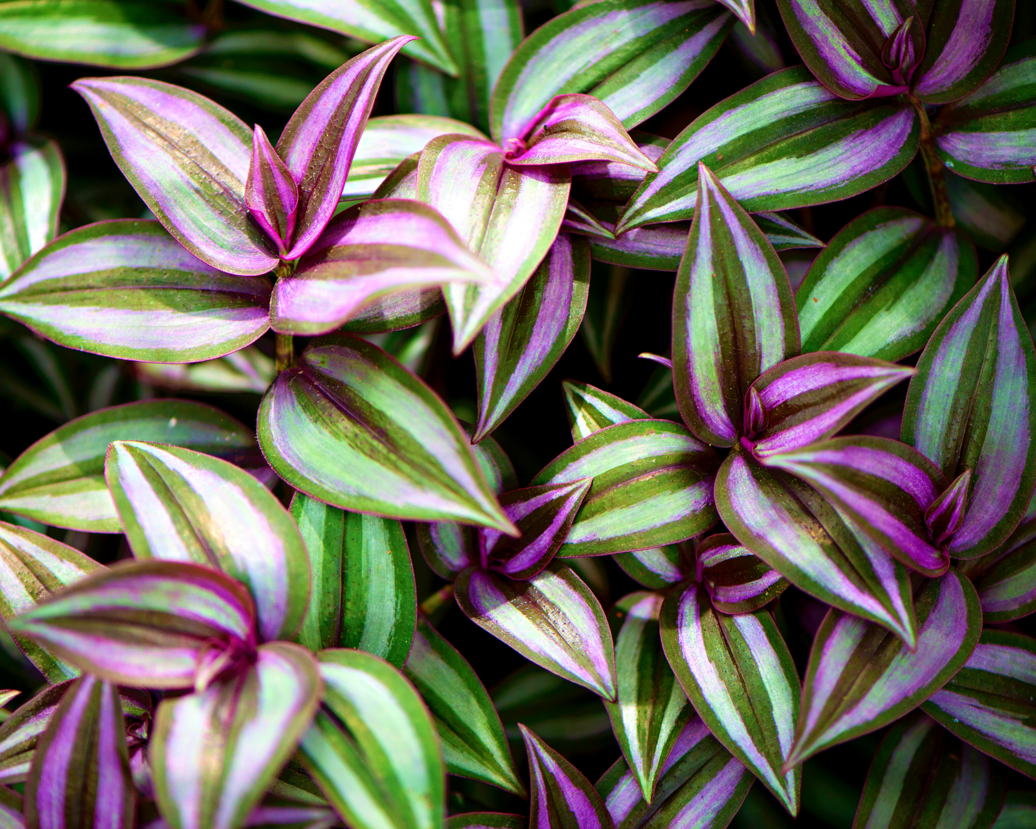 wandering jew