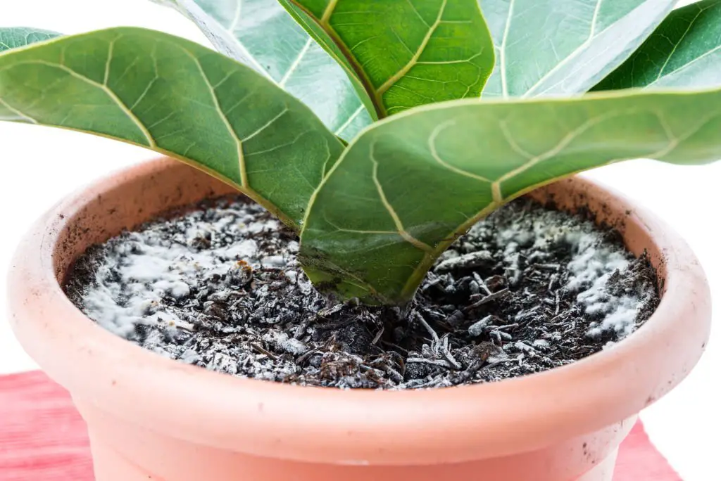 white mold on indoor plant soil