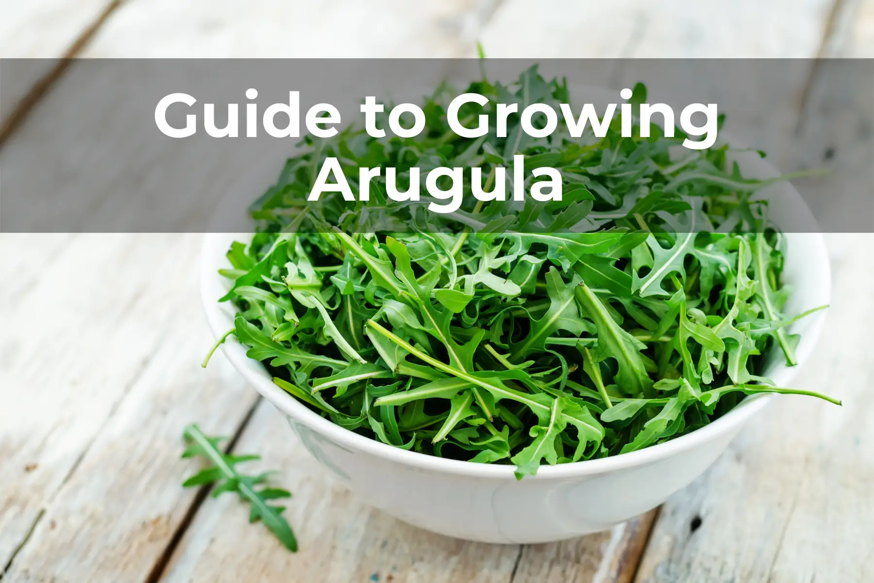 Guide to Growing Arugula