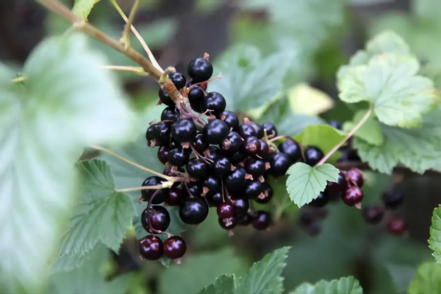 BLACKCURRANTS