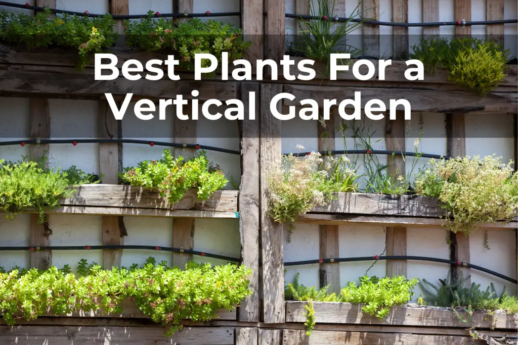 Best Plants For a Vertical Garden