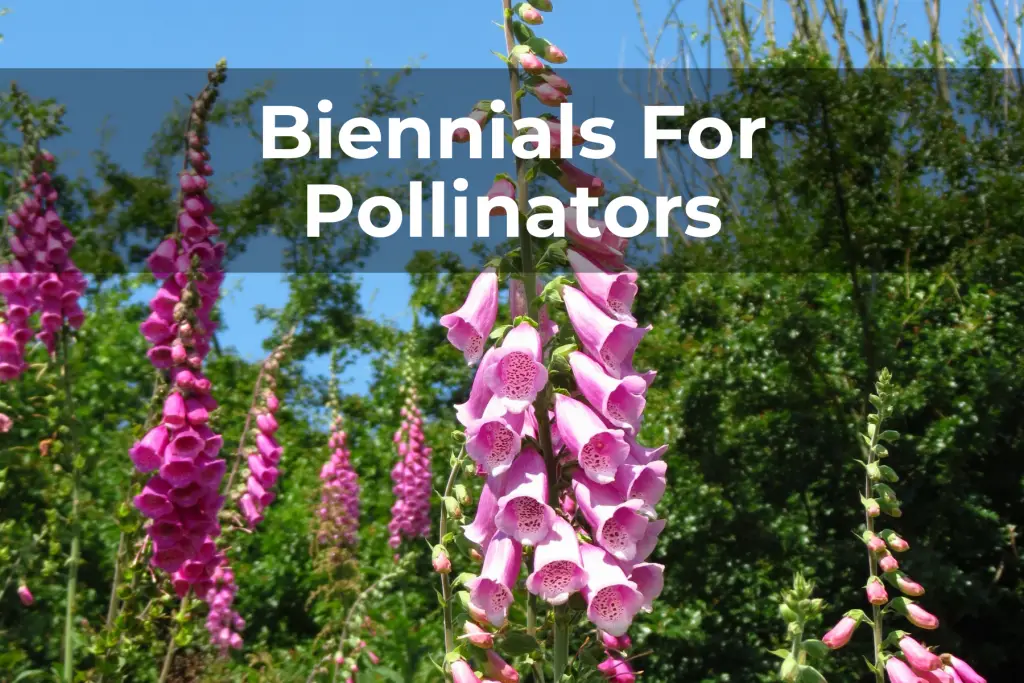 Biennials For Pollinators