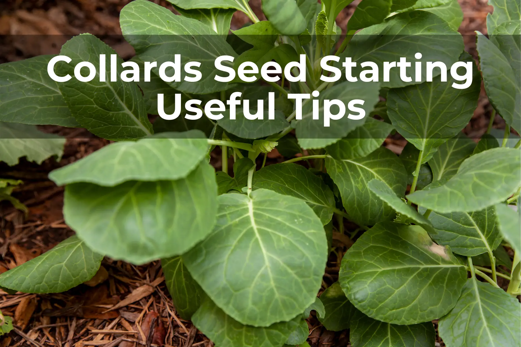 Collards Seed Starting Useful Tips