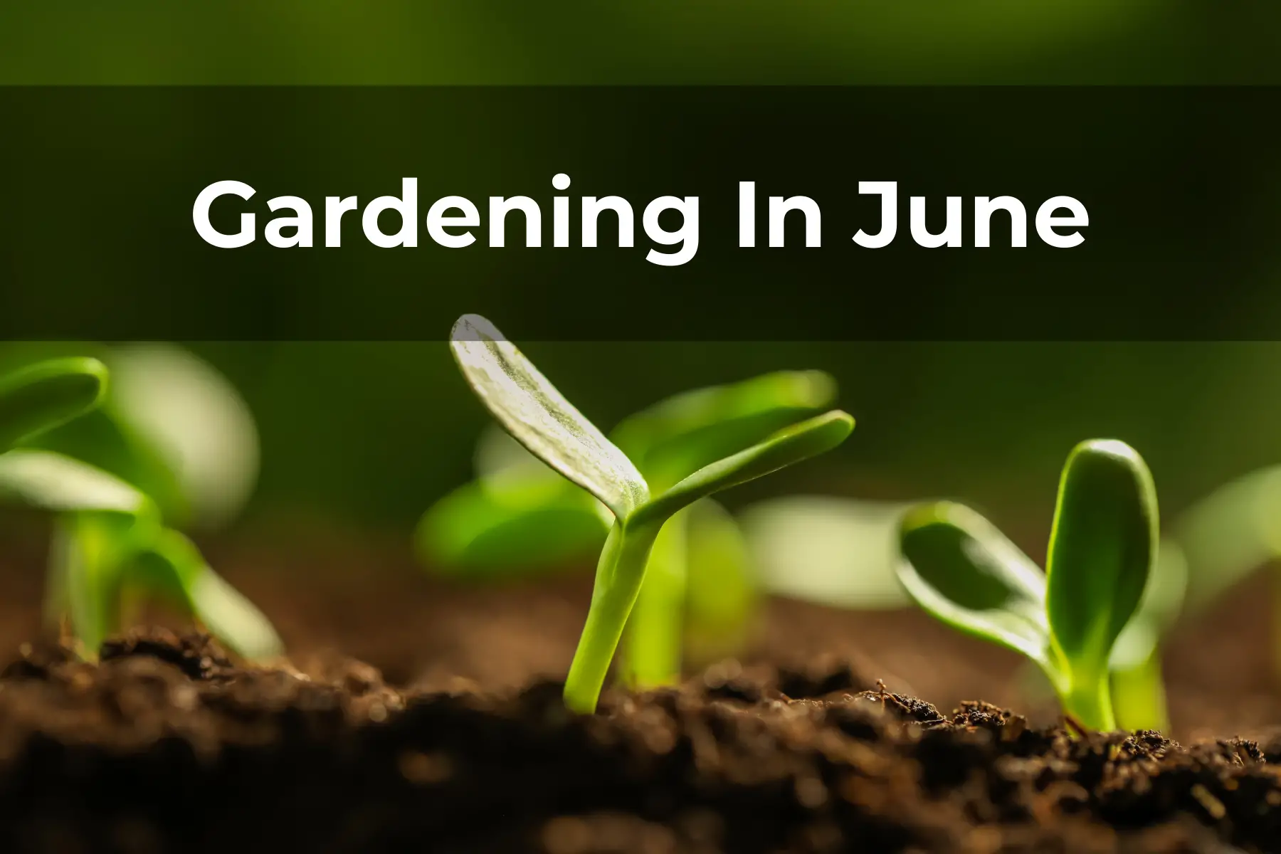 Gardening In June