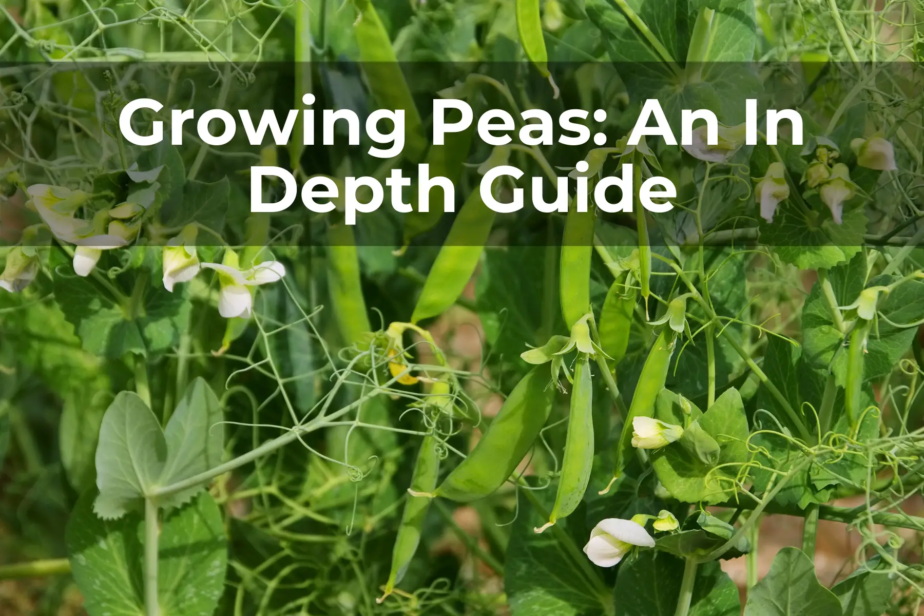 Growing Peas An In Depth Guide