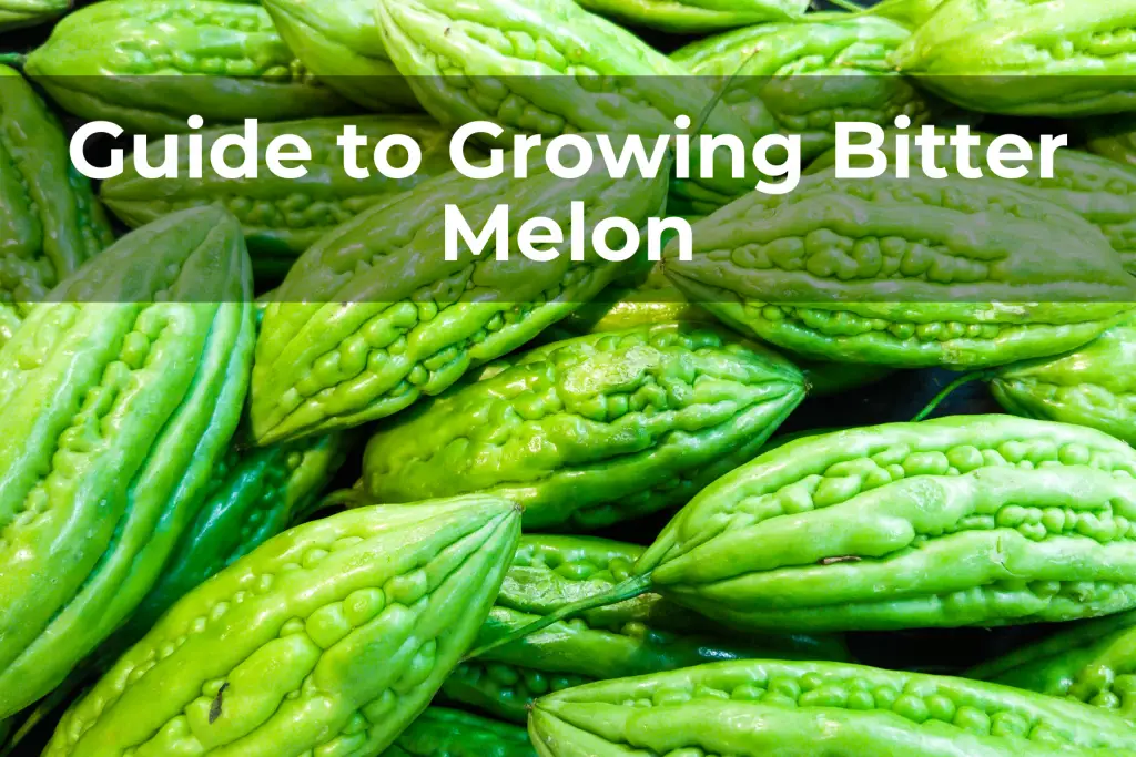 Guide to Growing Bitter Melon