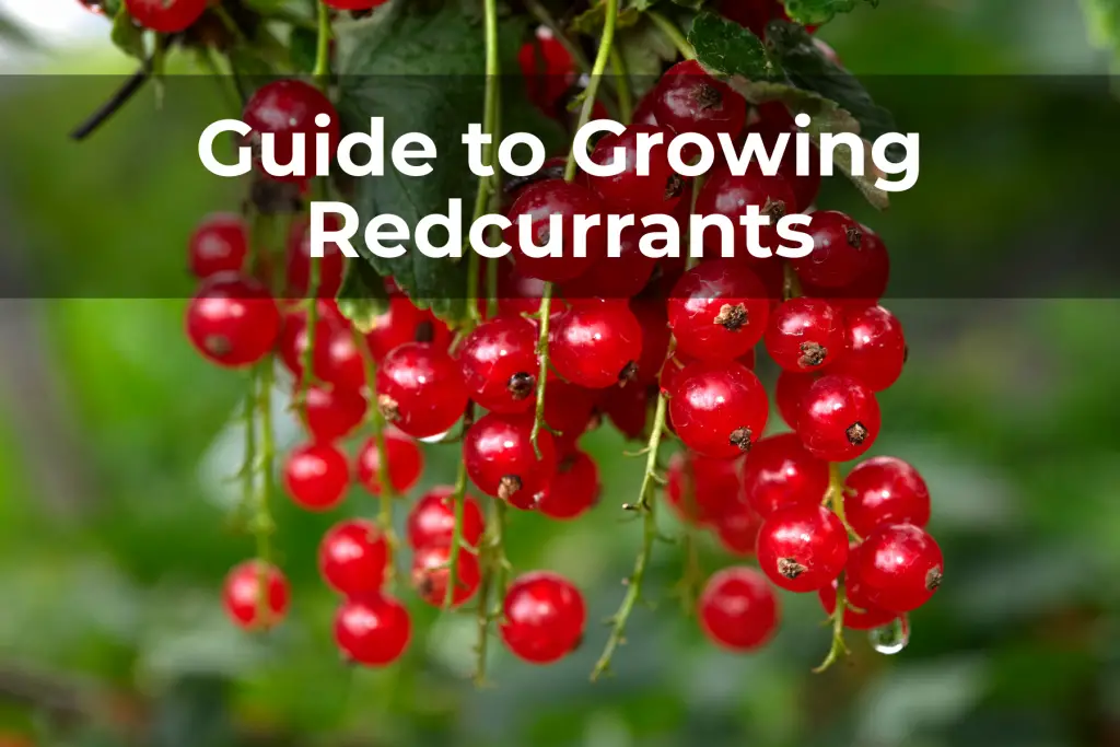Guide to Growing Redcurrants