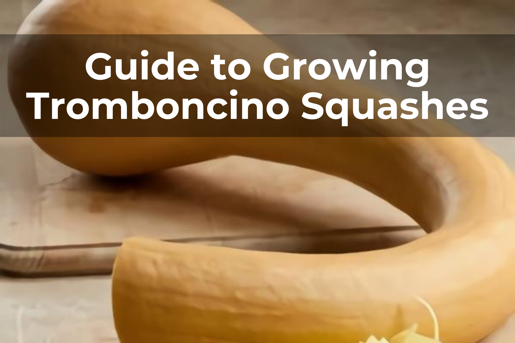Guide to Growing Tromboncino Squashes
