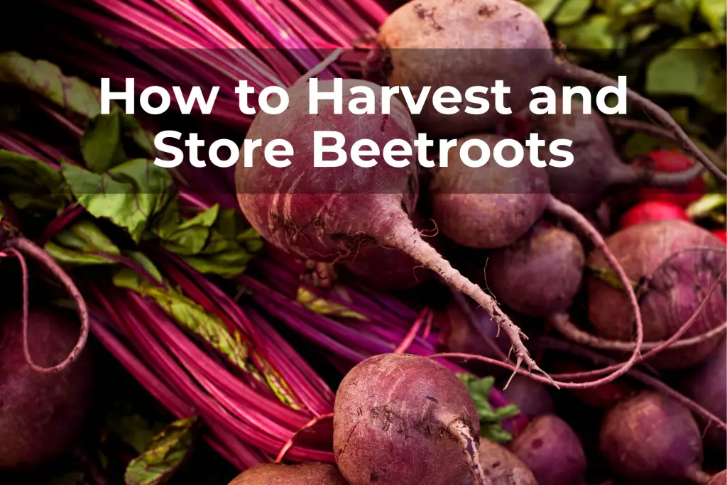 How to Harvest and Store Beetroots