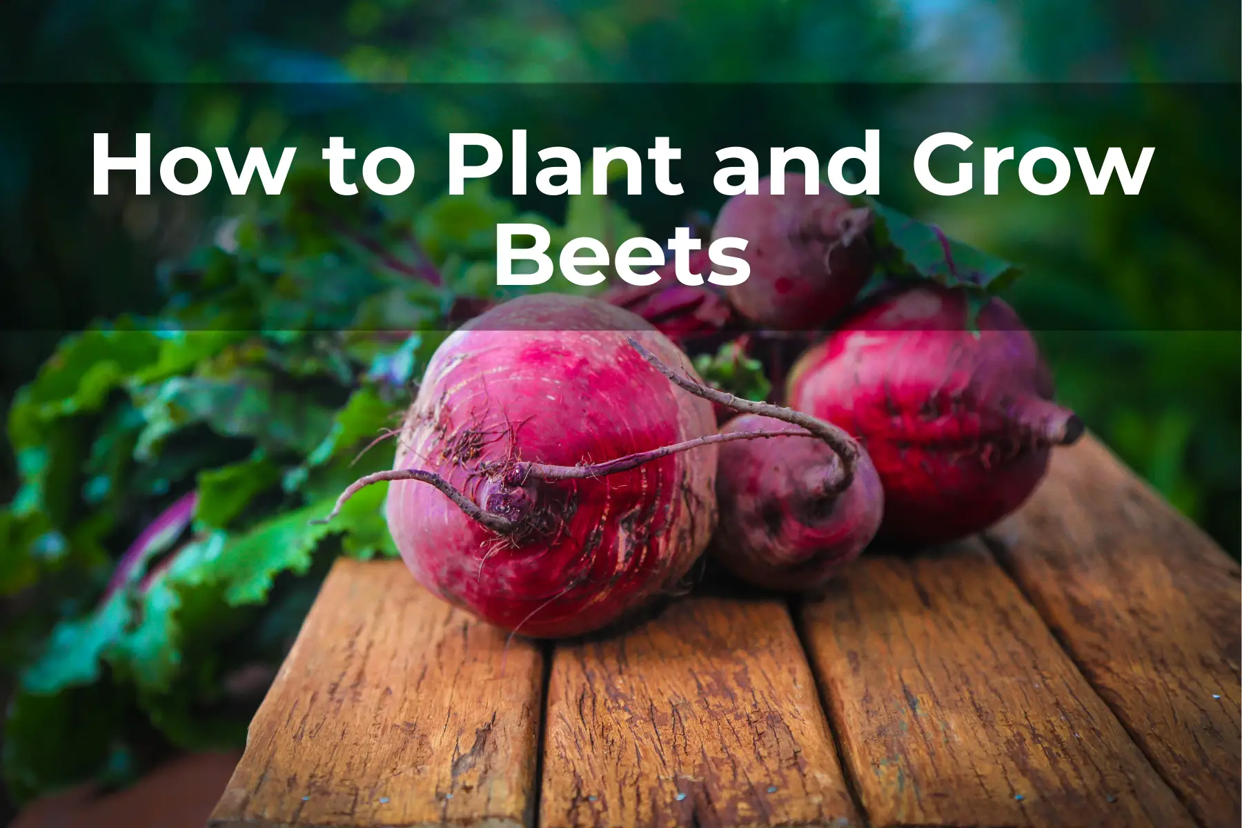 How to Plant and Grow, Beets
