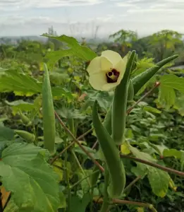 Okra