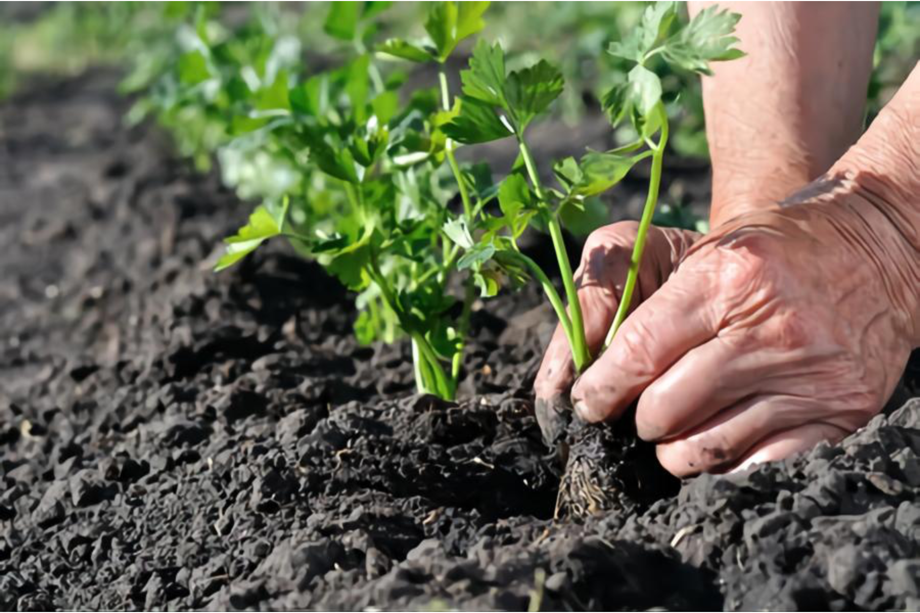 Growing Organic celery