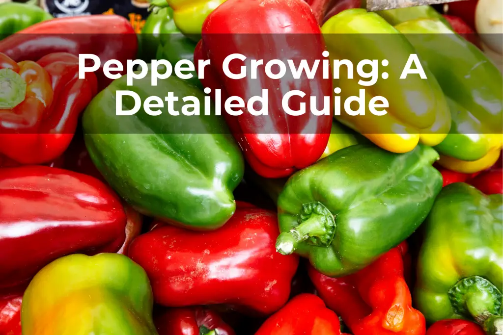Pepper Growing: A Detailed Guide