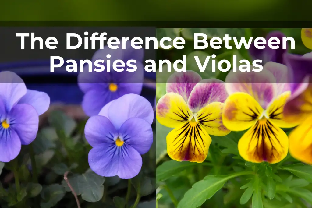The Difference Between Pansies and Violas