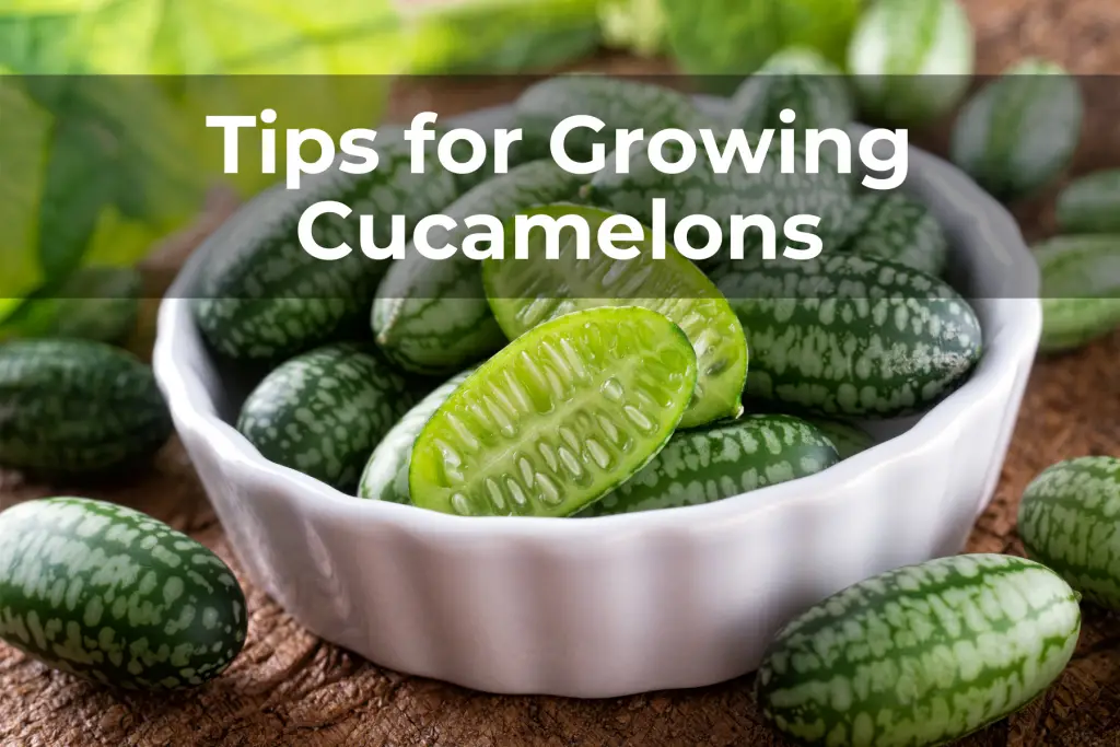 Tips for Growing Cucamelons