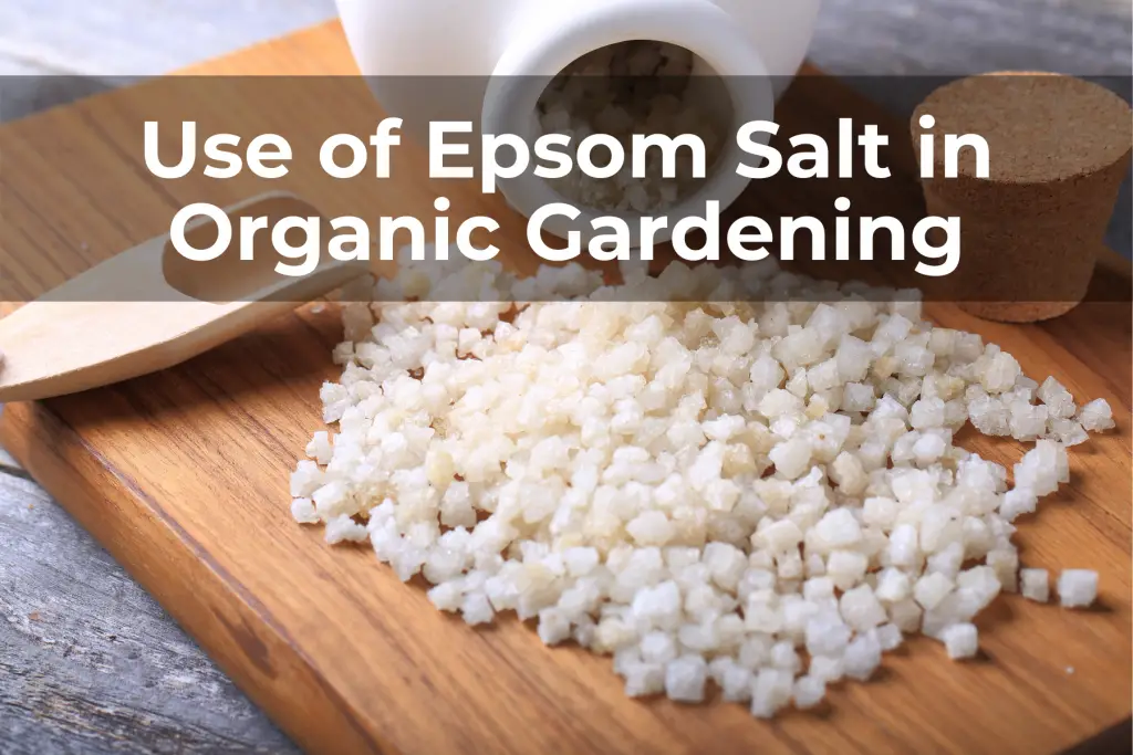 Use of Epsom Salt Plants