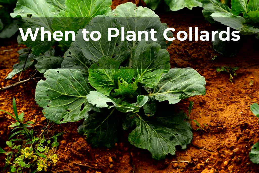 When to Plant Collard Greens Real Men Sow