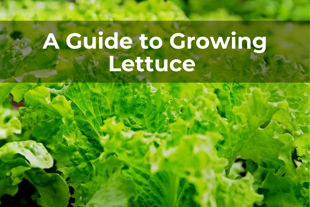 a guide to growing lettuce