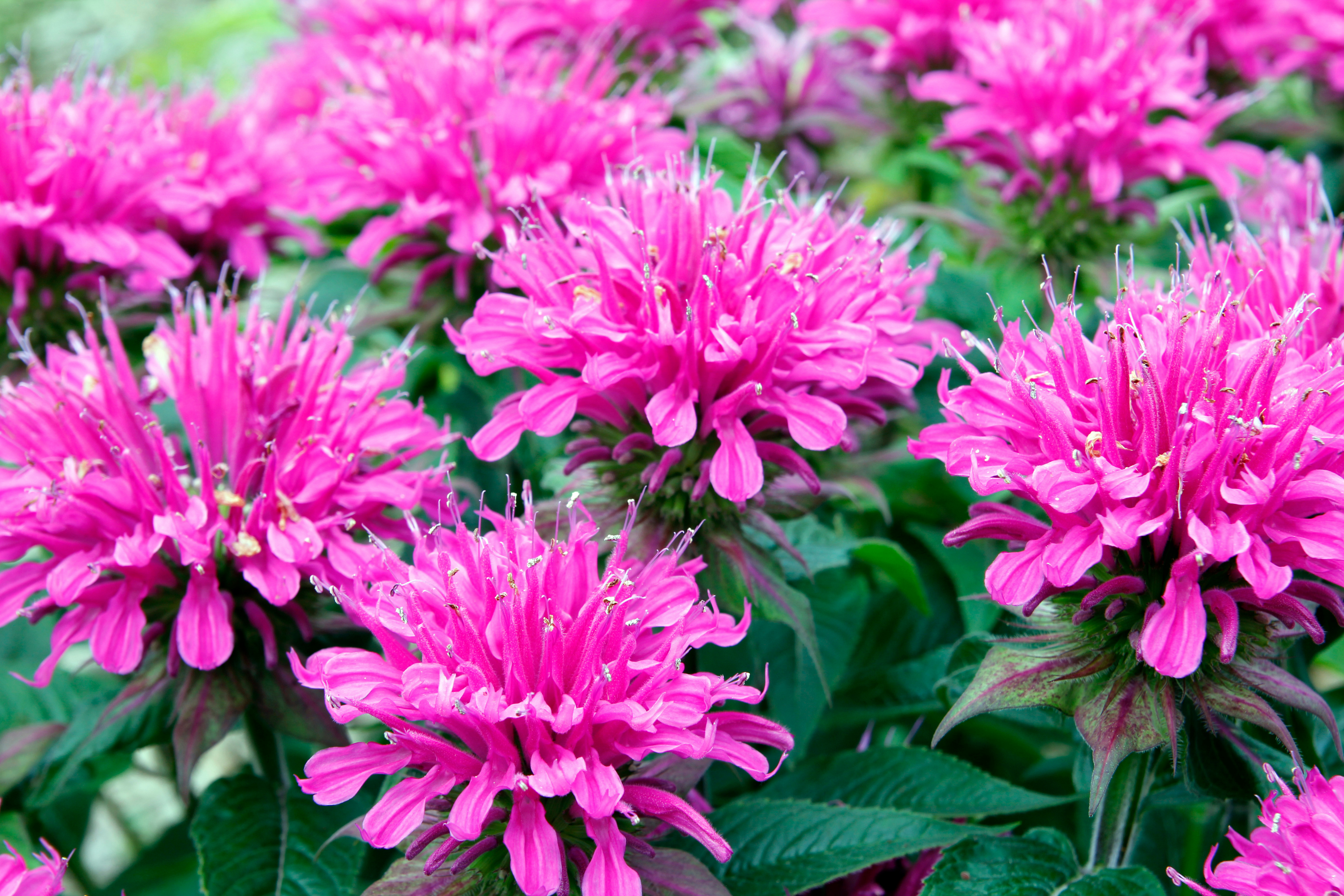 bee balm plant