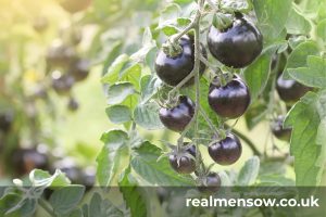 black indigo rose tomatoes