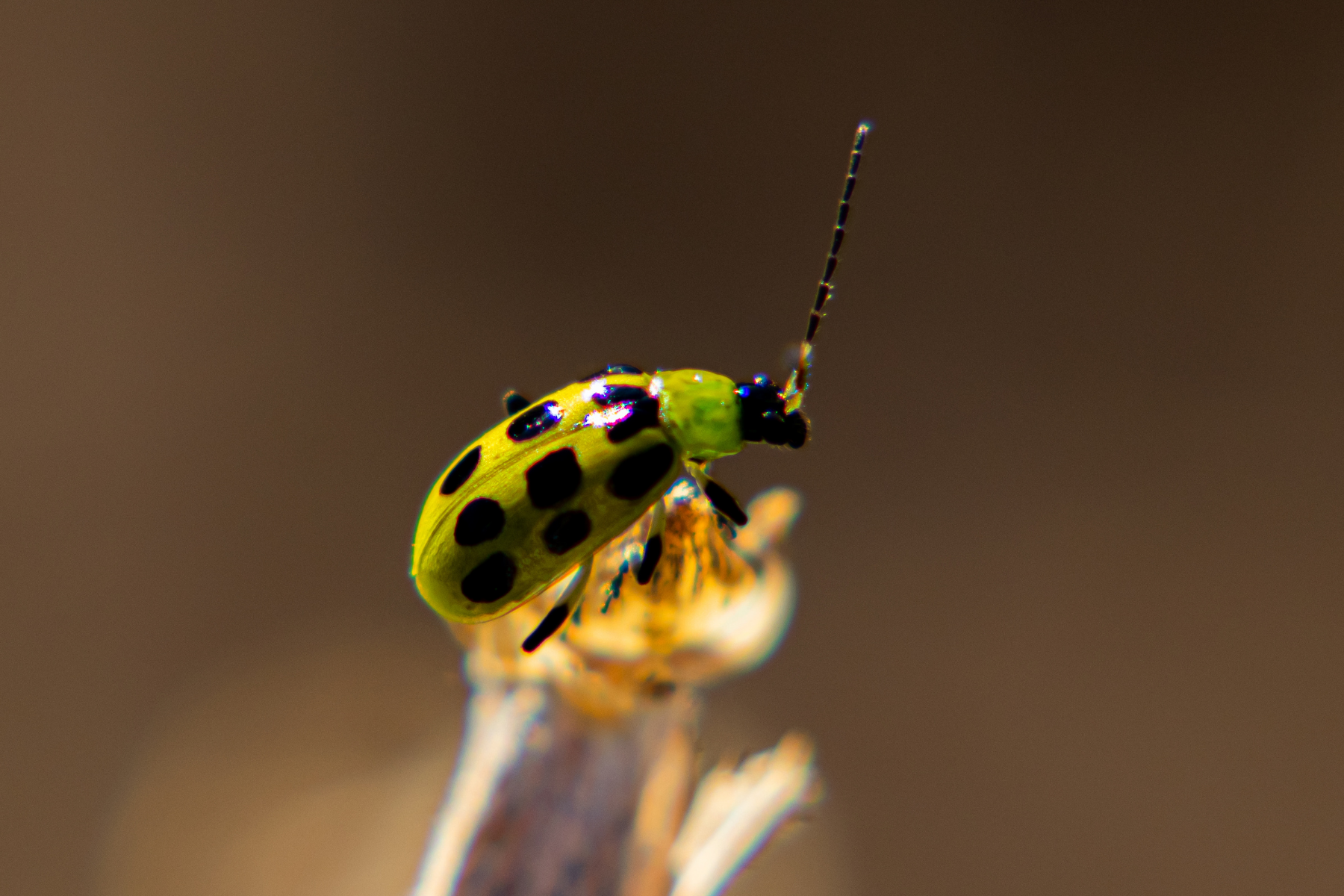 cucumber beetle