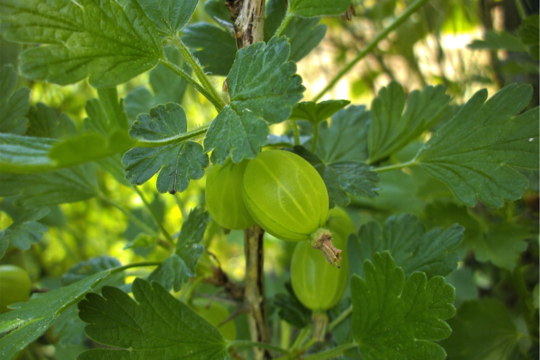 gooseberries