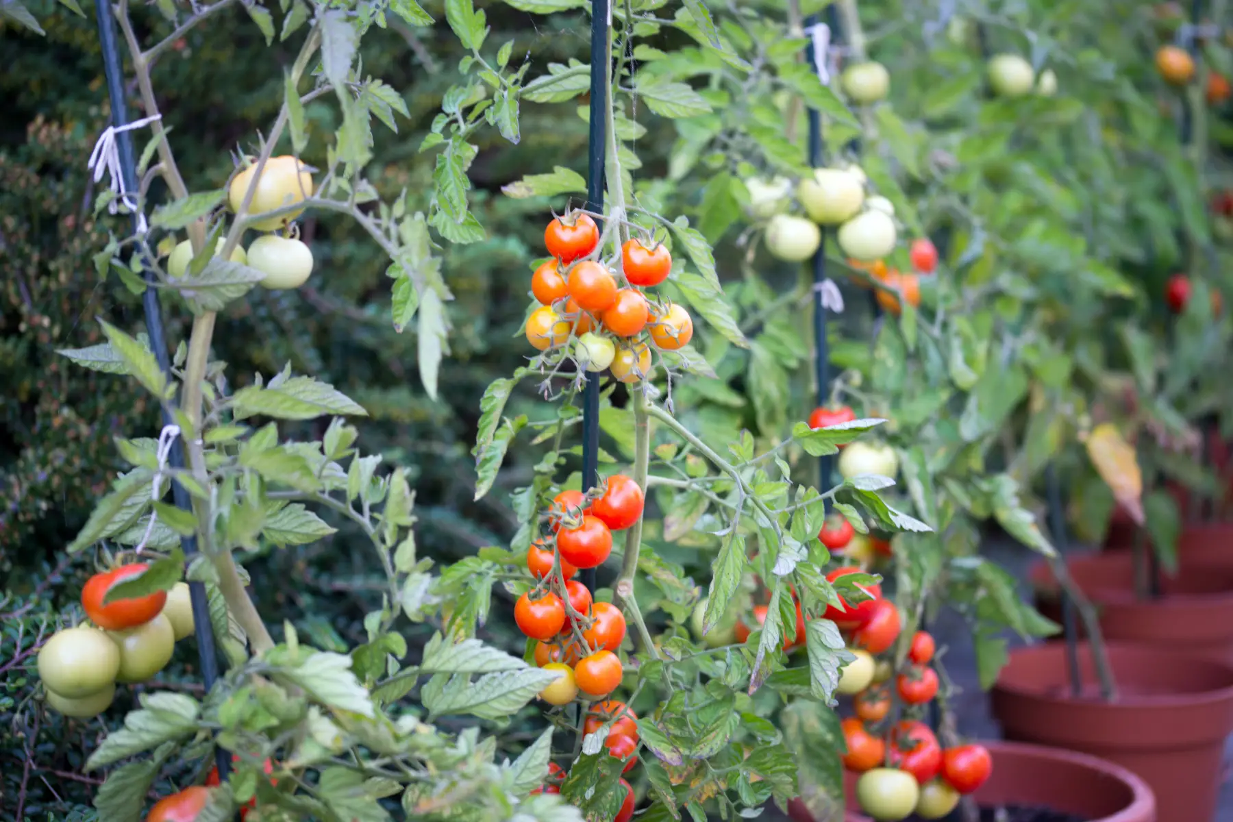 grafted tomatoes
