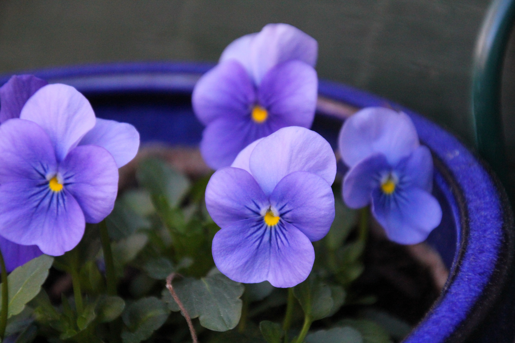 growing violas