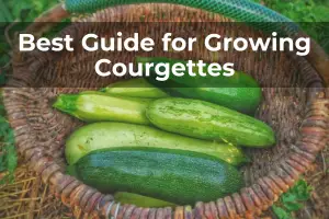 guide to growing courgettes