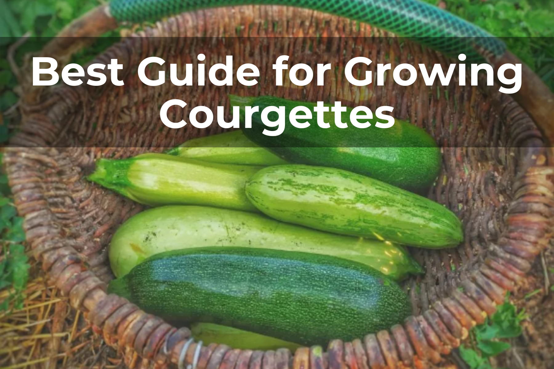 guide to growing courgettes