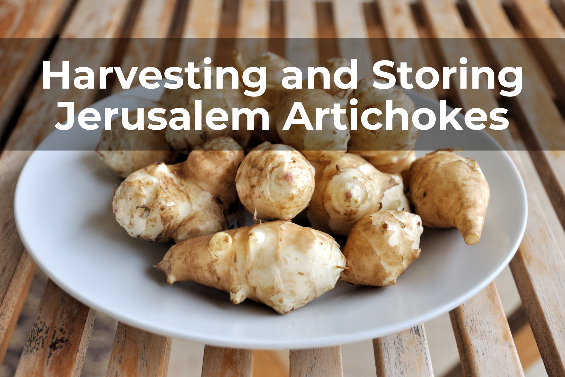 harvesting and storing jerusalem artichokes