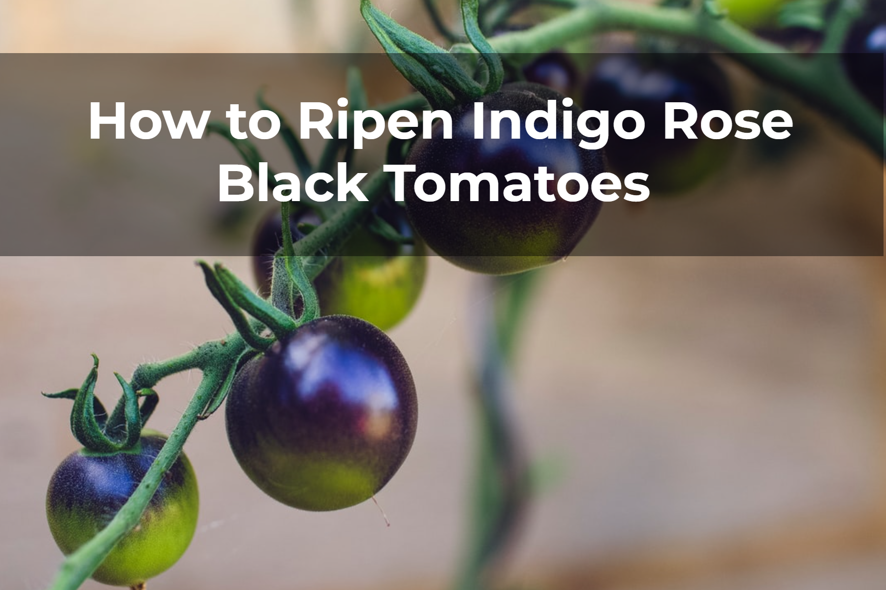 How to Ripen Indigo Rose Black Tomatoes 