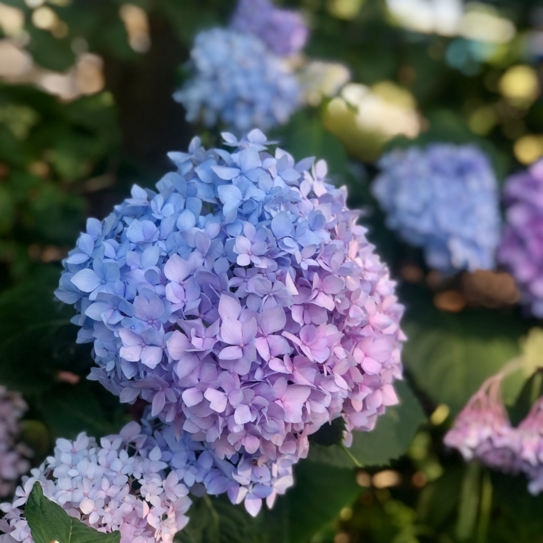 hydrangeas in bloom