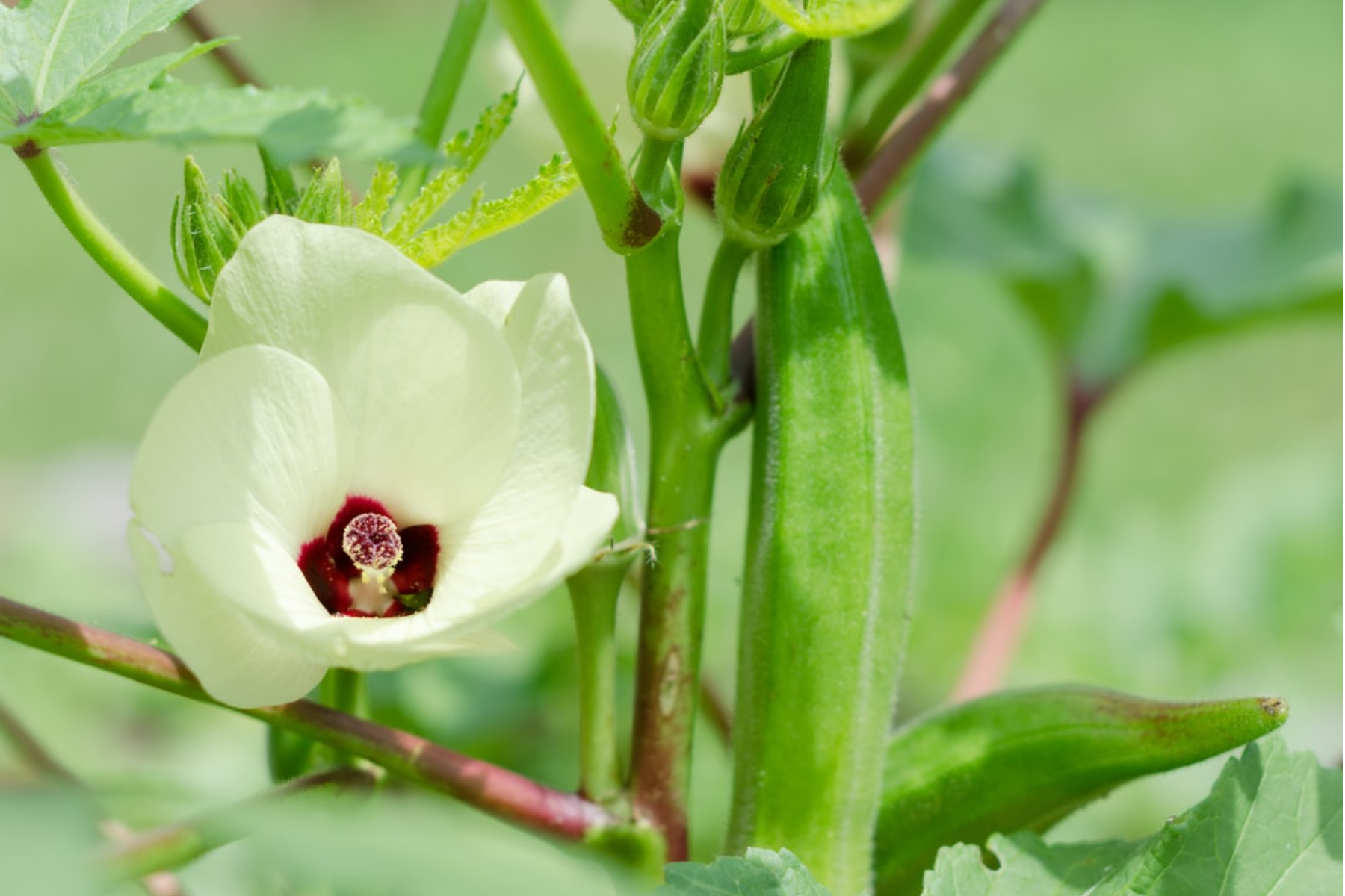 okra companion plant